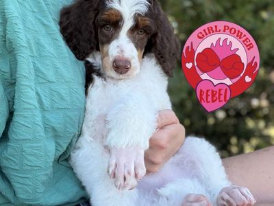 AKC Standard Poodles