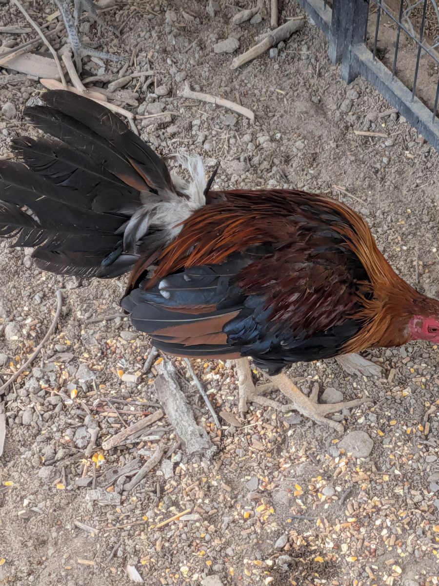 Round head stag game fowl