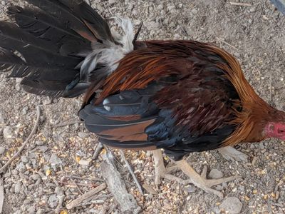 Round head stag game fowl