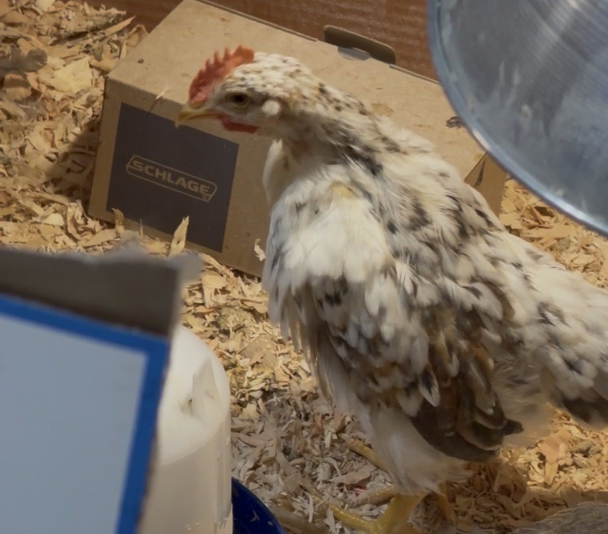 8 week old Rooster