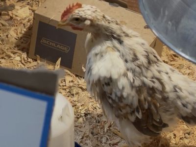 8 week old Rooster