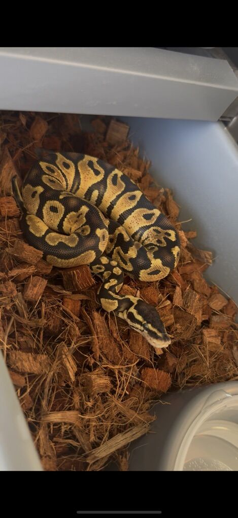Pastel 66%TH Pied Clown VPIAxanthic Ball Python