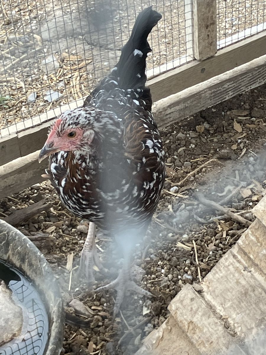 Free chickens