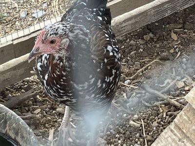 Free chickens