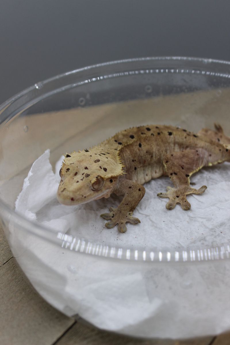 Female Gravid Crested Gecko