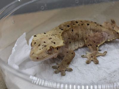 Female Gravid Crested Gecko