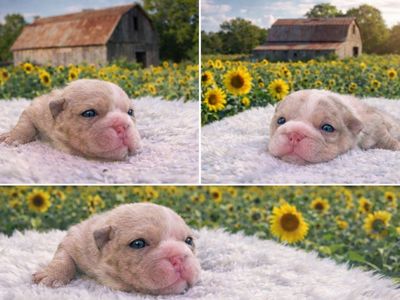 Akc Championship Quality English Bulldog Puppies