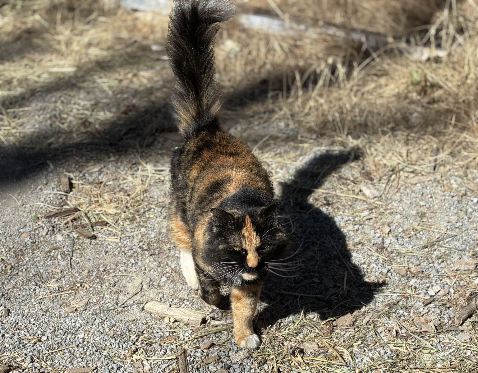 Abandoned calico for sale
