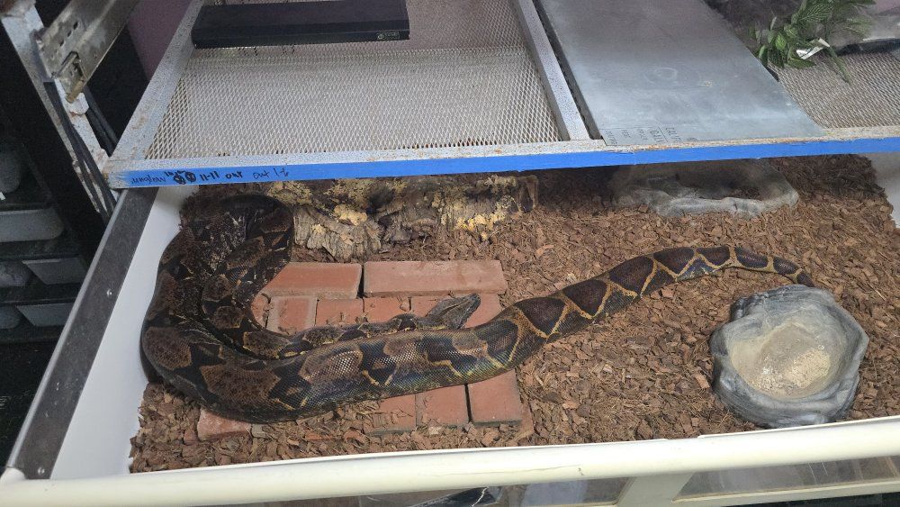 Hypo IMG Boa Constrictor