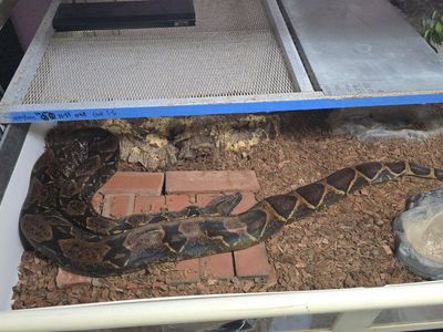Hypo IMG Boa Constrictor