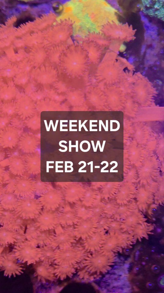 Weekend Coral Show!