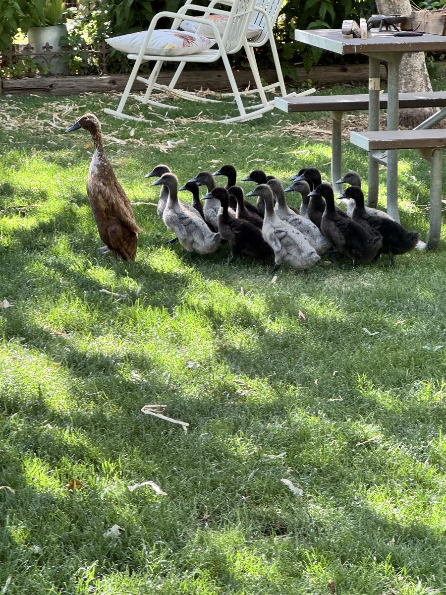 Runner ducks 8 weeks old