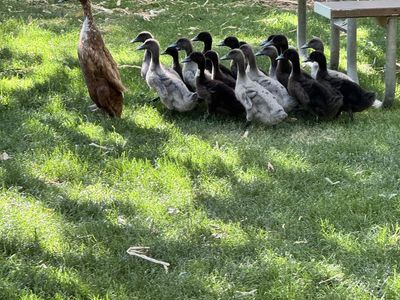 Runner ducks 8 weeks old