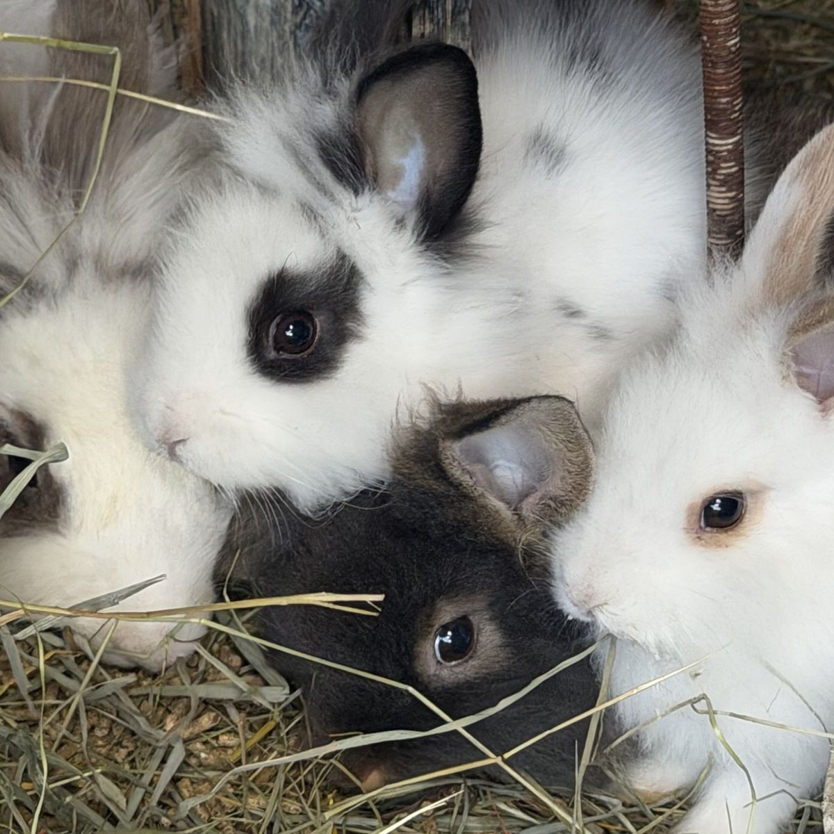 Baby bunnies