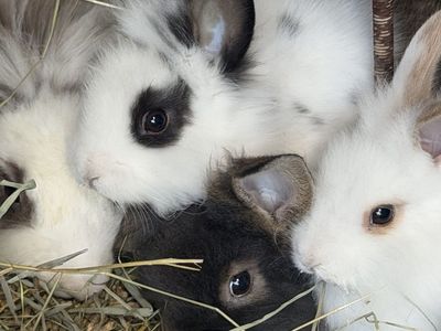 Baby bunnies