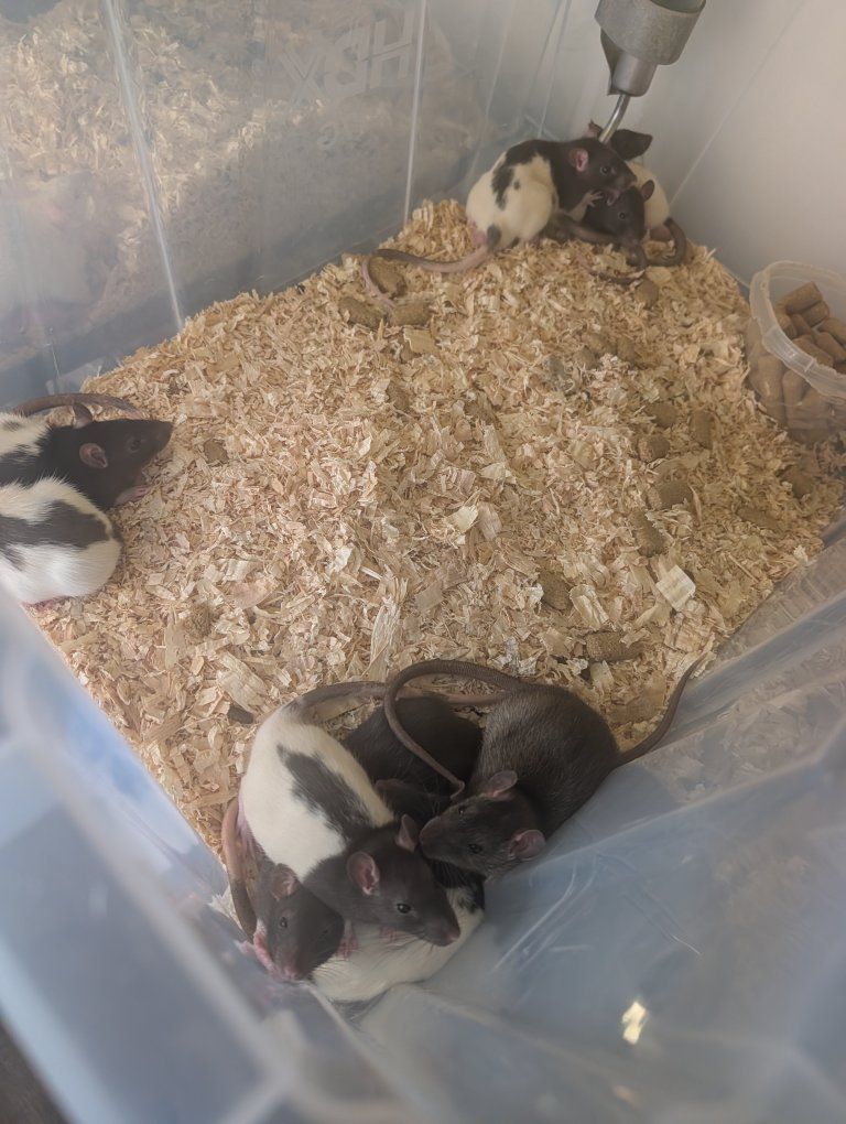 Pet Rats - Assorted Colors and Ages