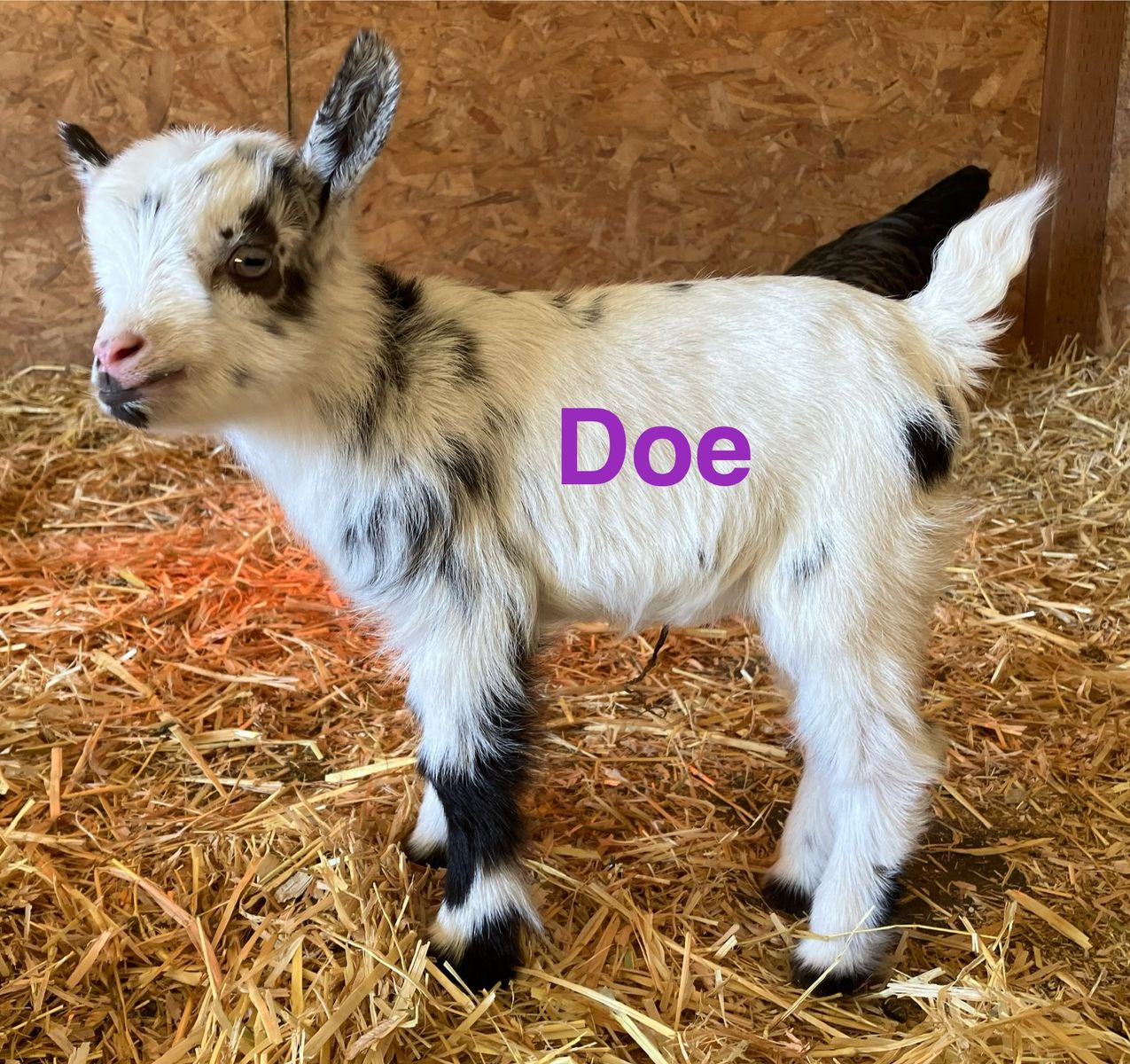 Flashy Nigerian Dwarf kids, $100-$175.