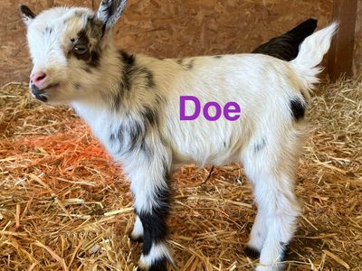 Flashy Nigerian Dwarf kids, $100-$175.