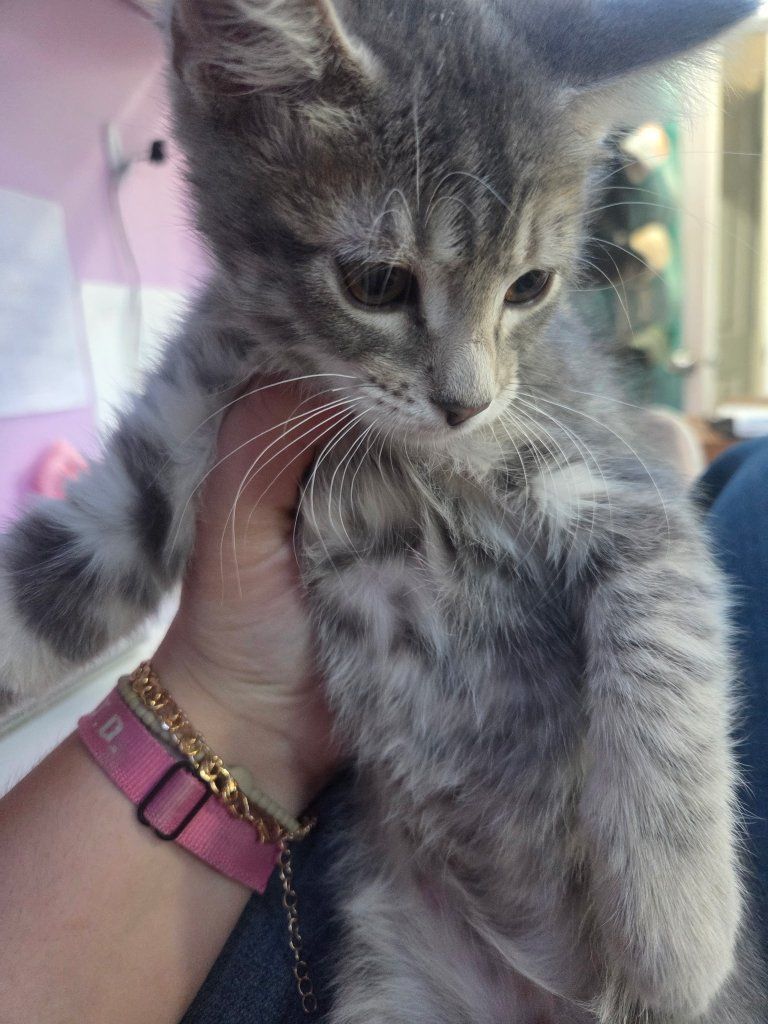4 Kittens that need homes