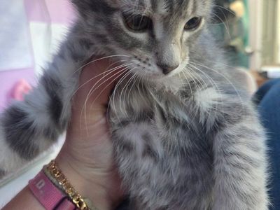 4 Kittens that need homes
