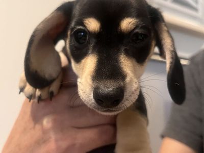 Mini Dachshunds
