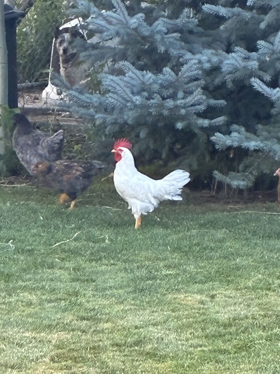 Young White Rooster - 4 Months Old