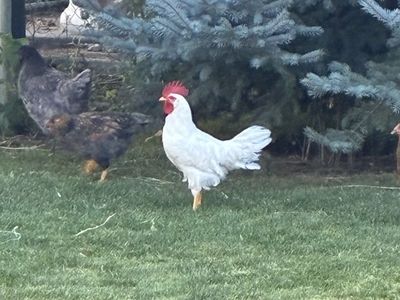 Young White Rooster - 4 Months Old