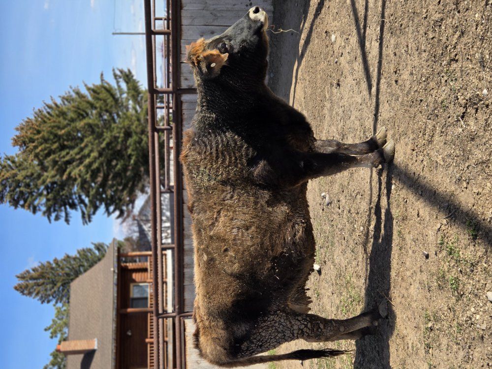 5yo Mini Jersey milk cow - Open