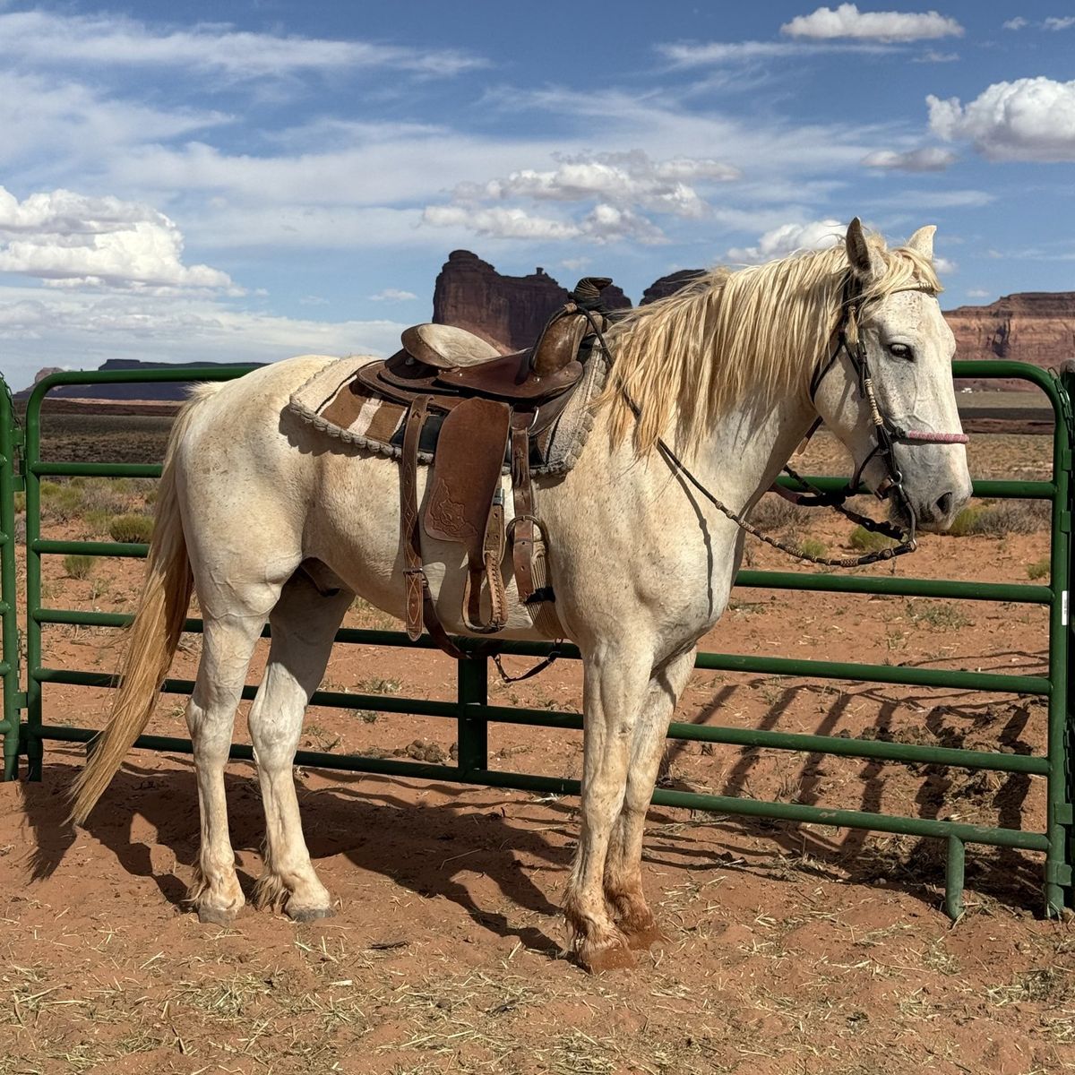 6 year old grey gelding