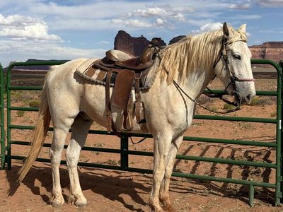6 year old grey gelding