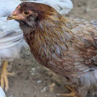 3 two year old hens chickens gallinas