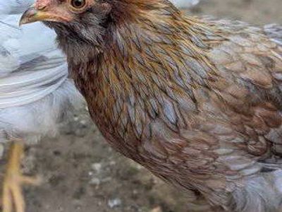 3 two year old hens chickens gallinas