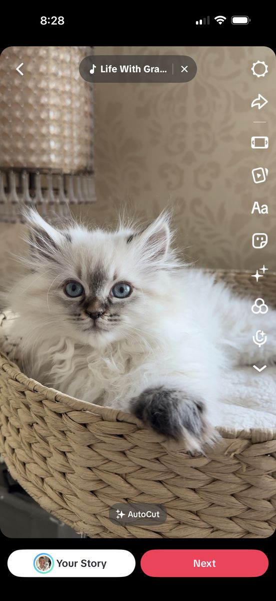 Siberian- Allergy-Friendly Line