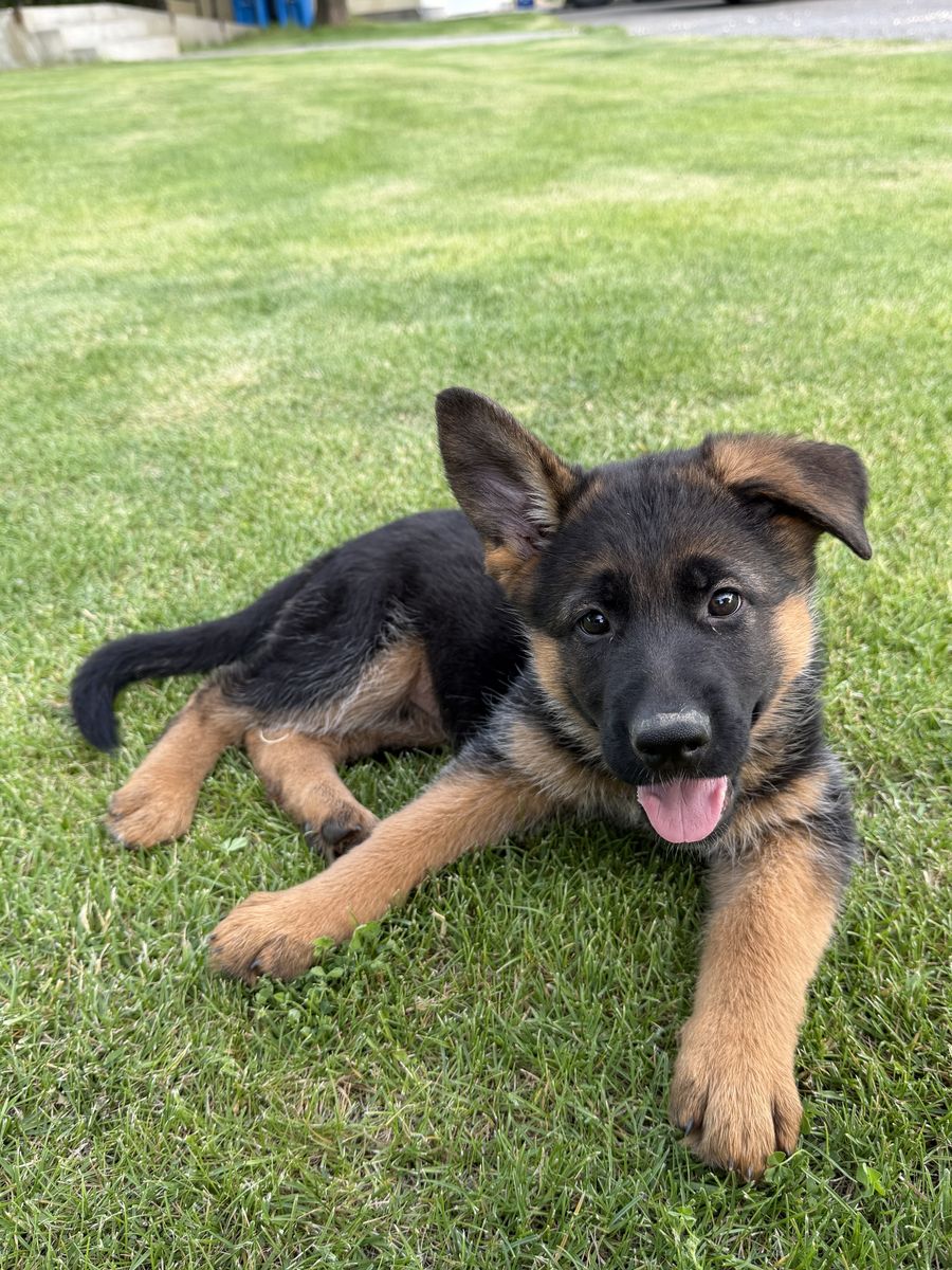 AKC Registered German Shepherd Puppies