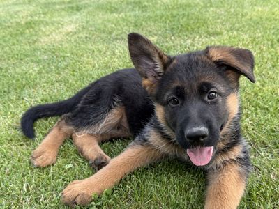 AKC Registered German Shepherd Puppies