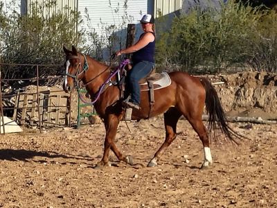Super nice gelding