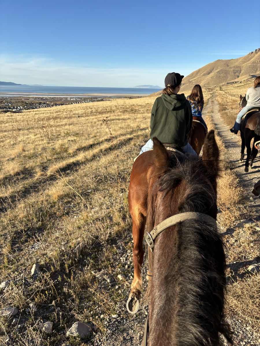 ISO Horse Job