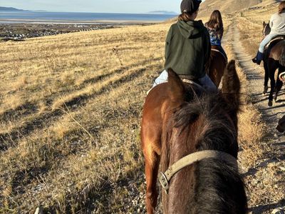 ISO Horse Job