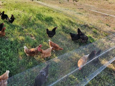 Laying (9 month old) Orpington Hens