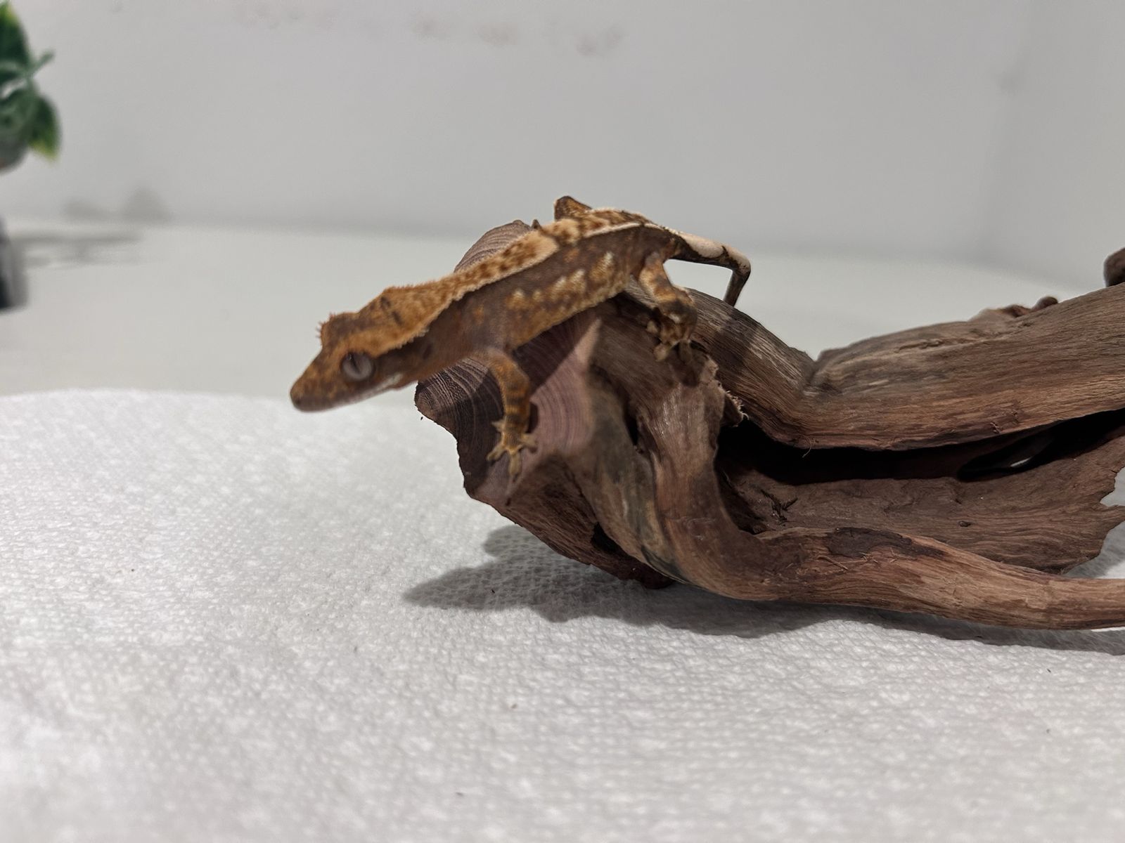 Baby Crested Gecko