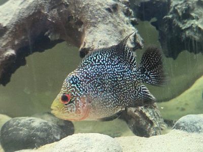 Male SRD Flowerhorn
