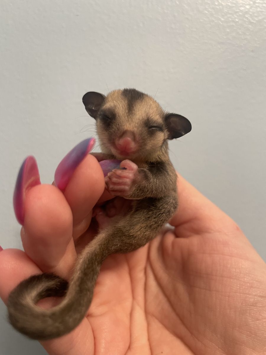 Grey Male Sugar Glider Joey