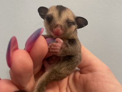 Grey Male Sugar Glider Joey