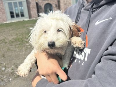 Goldendoodle Bernedoodle Guardian Puppies
