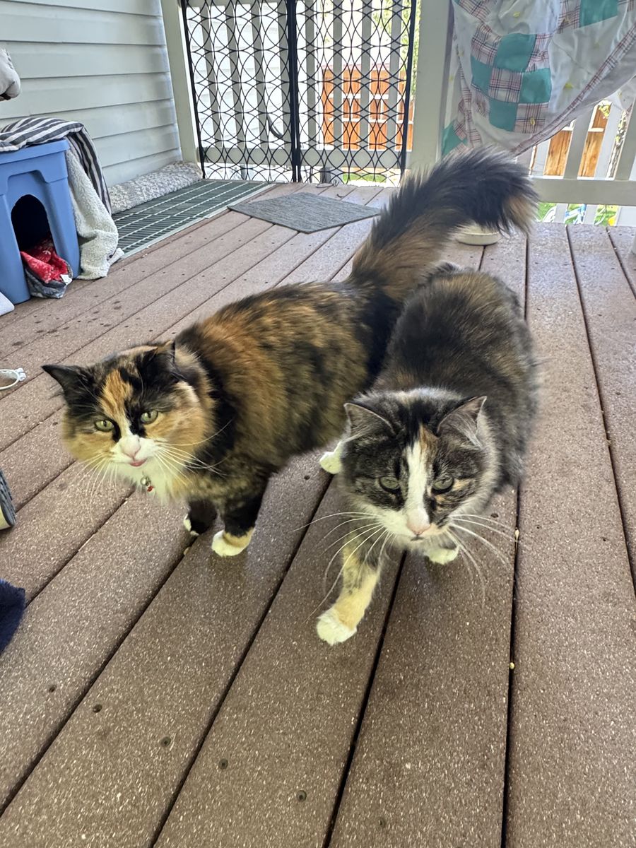 Free Cats