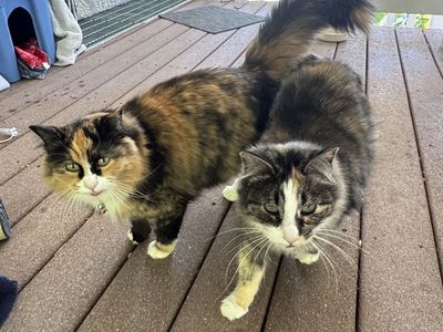 Free Cats
