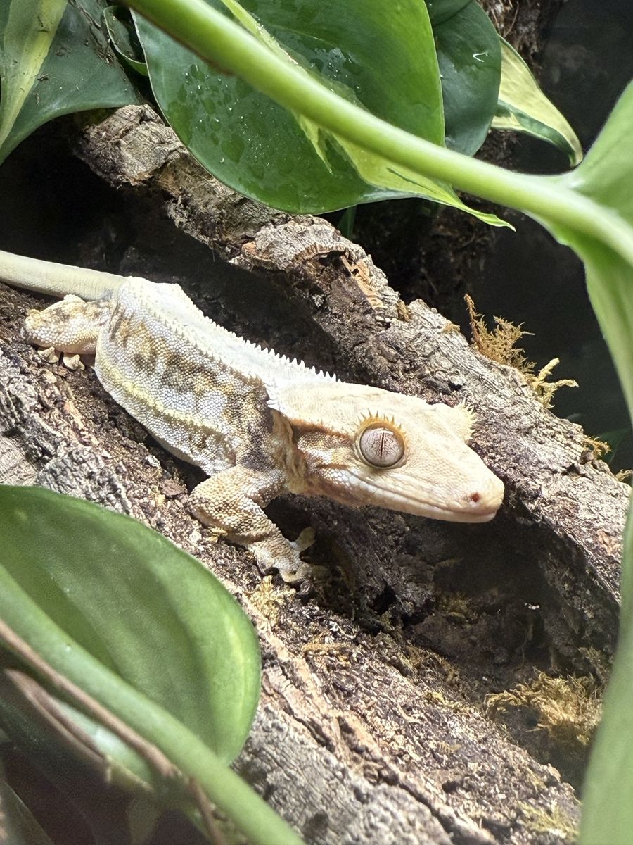 Bio-Active Enclosure w/ Lilly White Crested Gecko