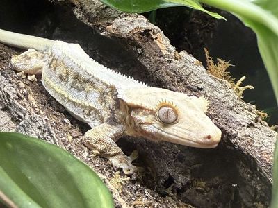 Bio-Active Enclosure w/ Lilly White Crested Gecko