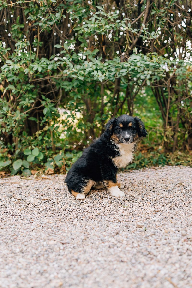 ASDR mini Aussie/ Australian shepherd 