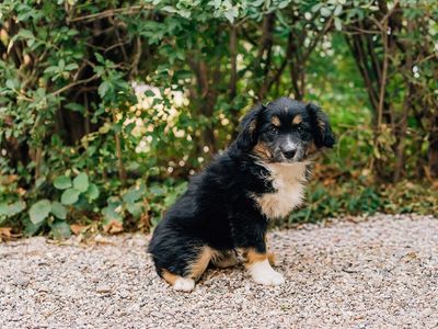 ASDR mini Aussie/ Australian shepherd